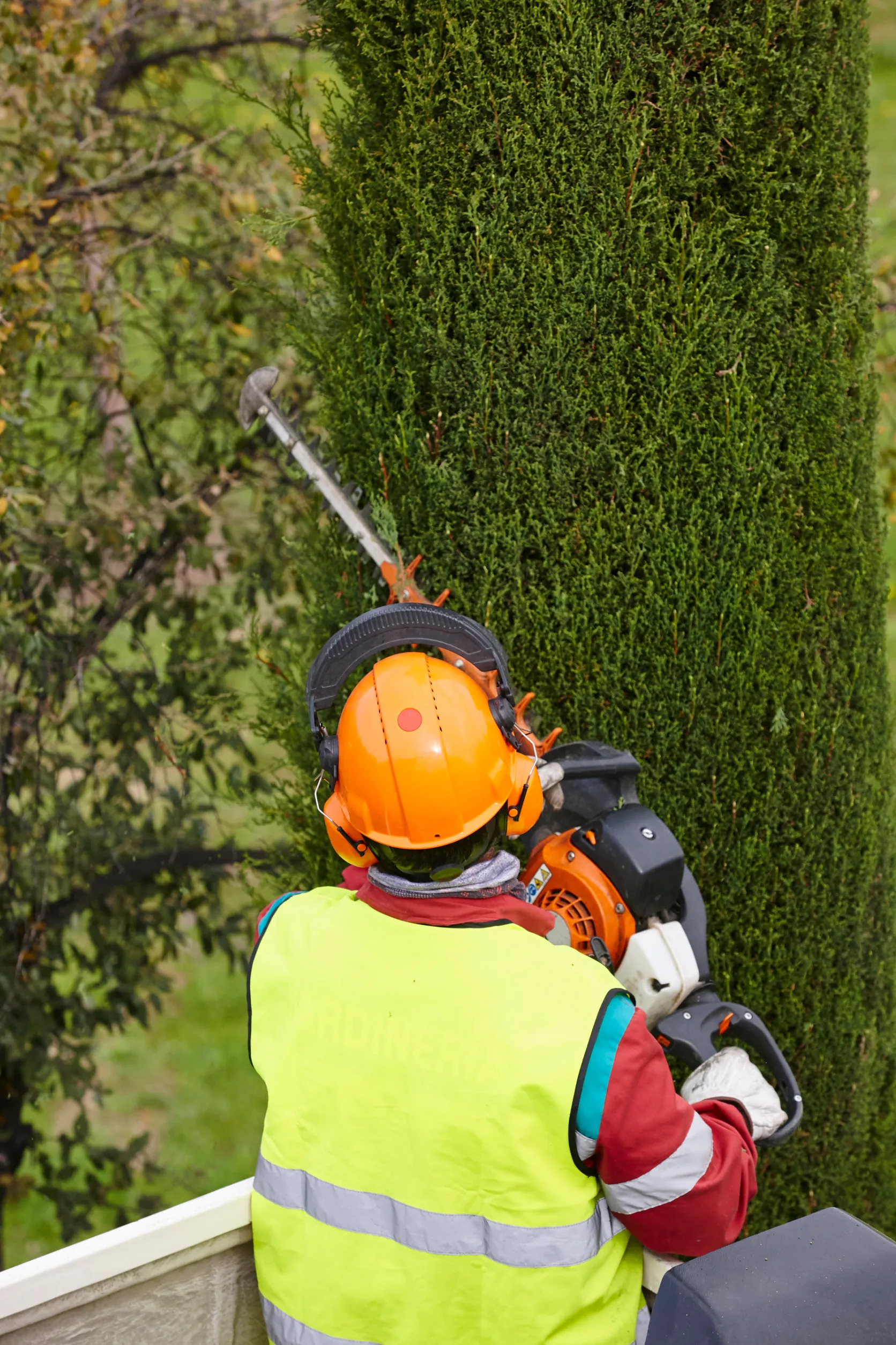 tree-removal