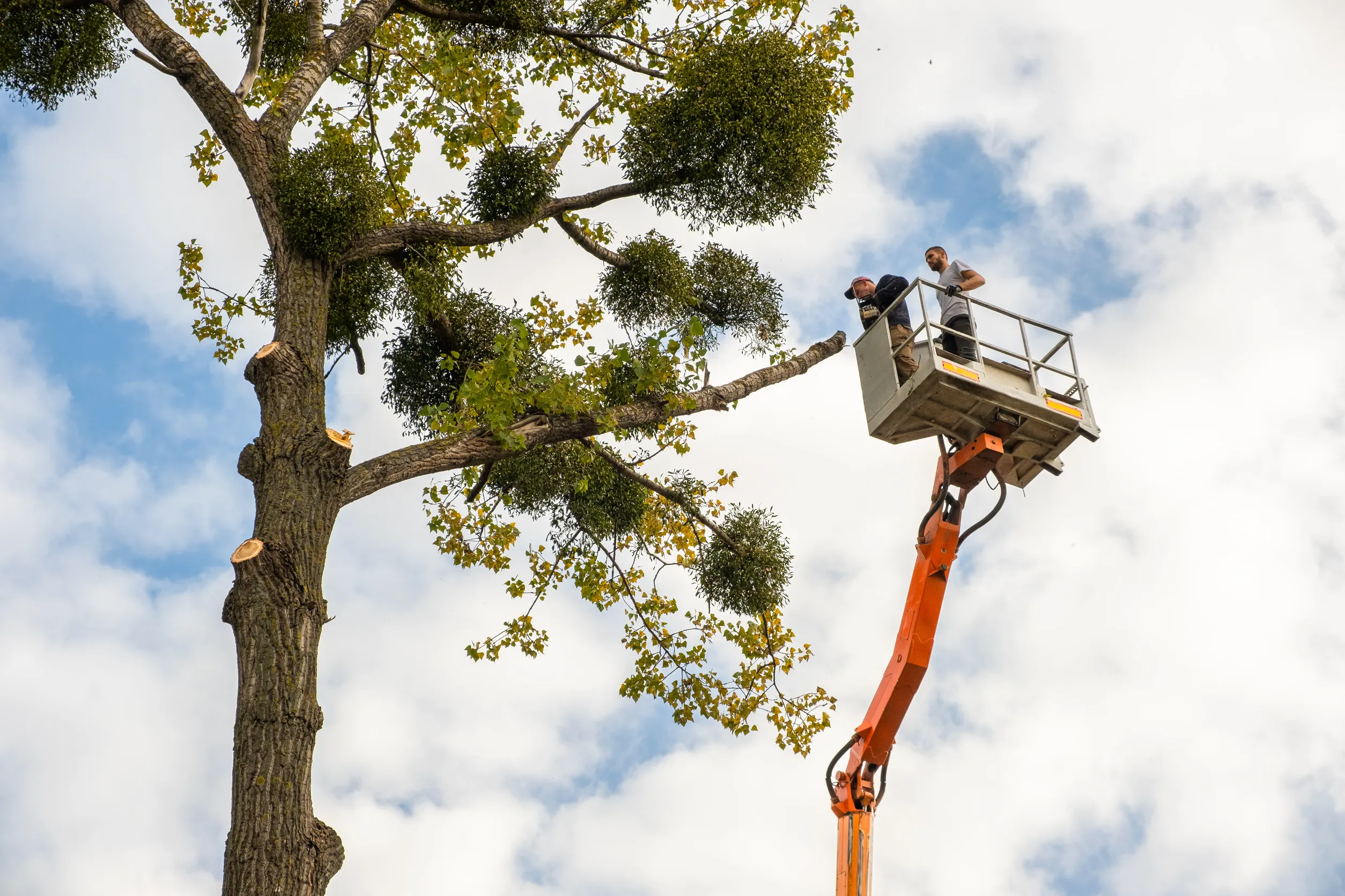 wright landscaping