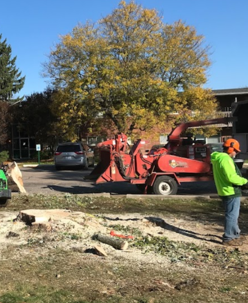 storm damage trees