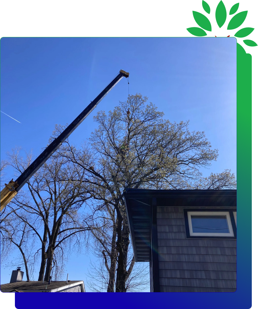 tree-removal