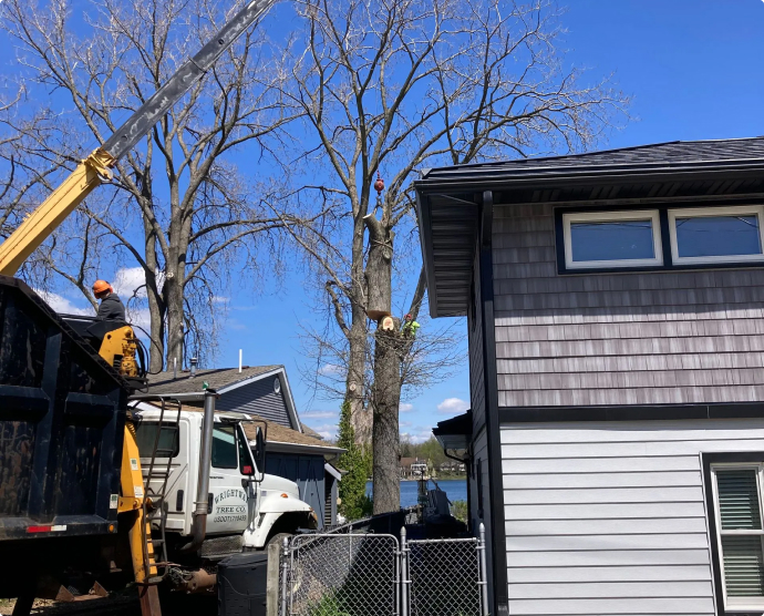 tree stump removal