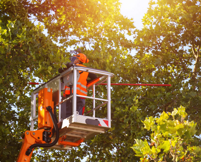 Forestry Mulching