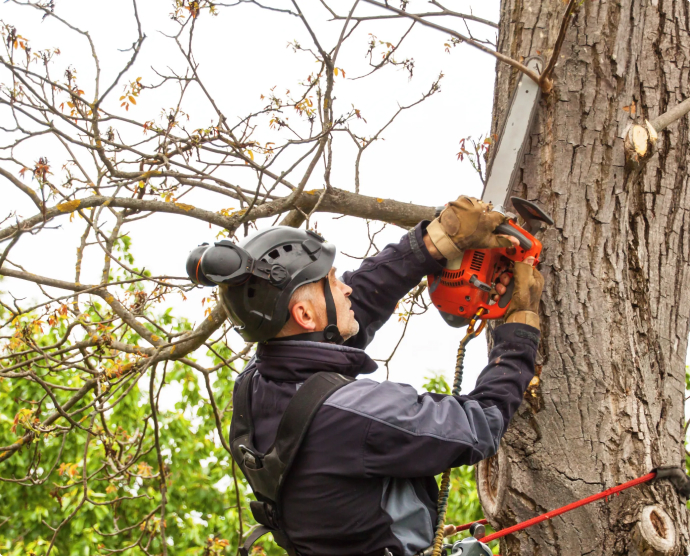 tree-removal